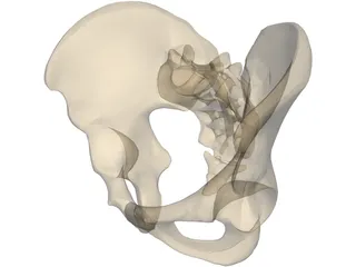 Pelvis Male 3D Model