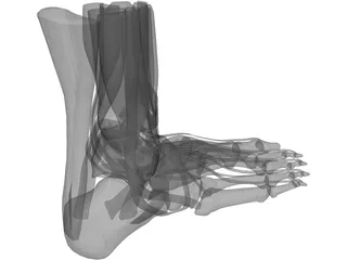 Human Leg 3D Model