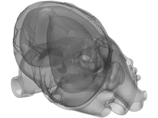 Heart Human 3D Model