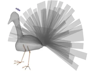 Peacock 3D Model