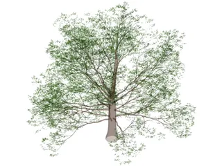 American Beech 3D Model