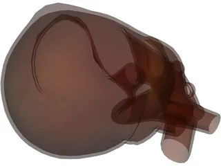 Human Heart 3D Model